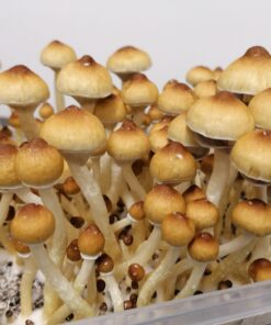 African transkei shrooms